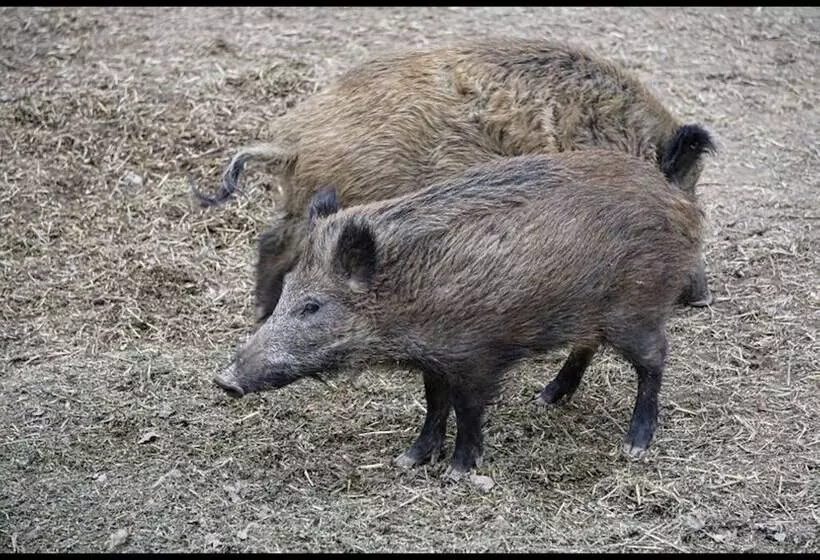 The House To Stay For Holidays