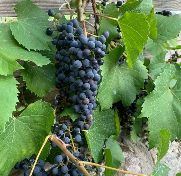 צימר Petit Coin De Paradis