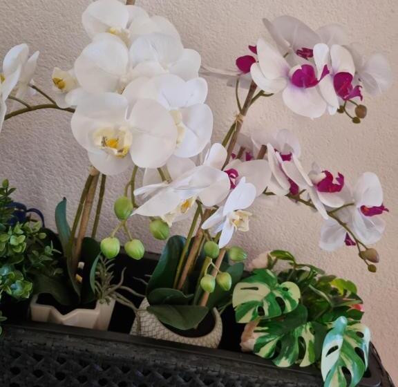 פנסיון Alloggio Liberty