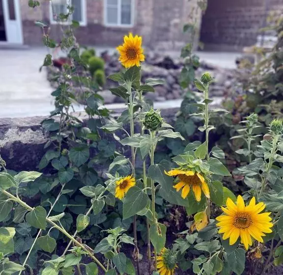 پانسیون Unoyan Guest House