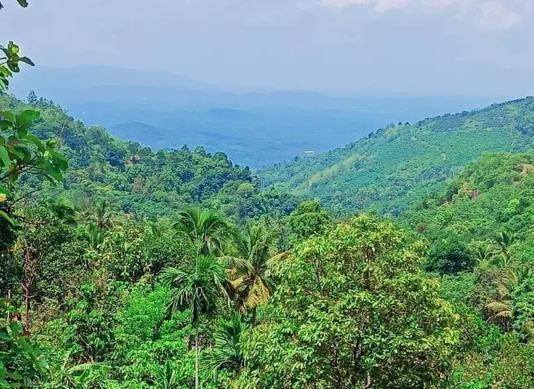 Forest And River Edge Resort