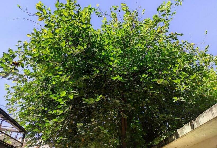 Walk To Strathmore Uni, Java, Wilson Airport,tmall