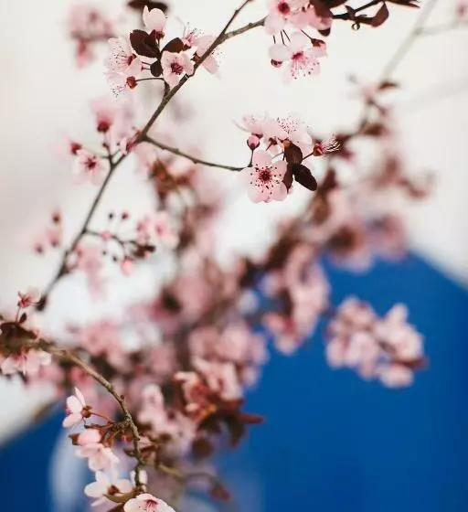Cherry Blossom   Backup Power Inverter