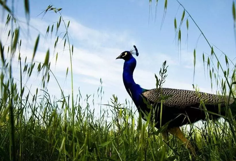 فندق Antica Corte Pallavicina Relais