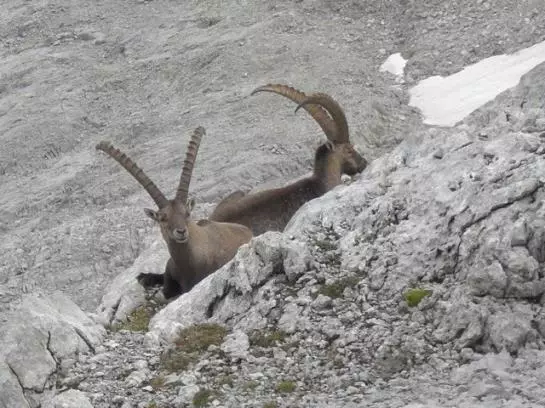 Bio Und Bergbauernhof Saller
