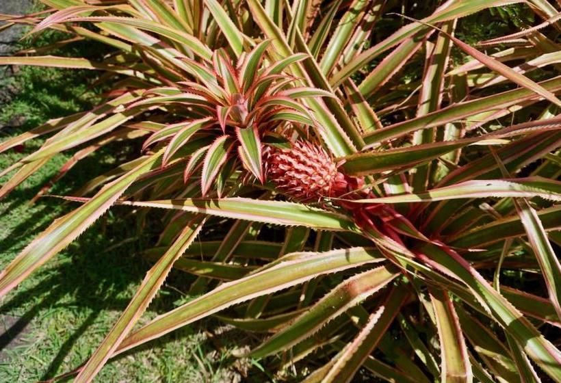 هتل Domaine De L Anse Ramier