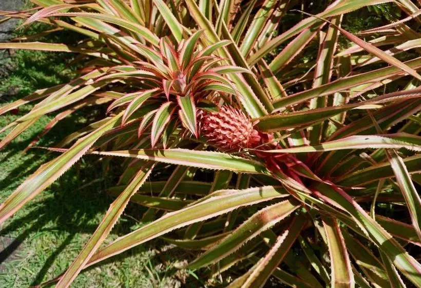 فندق Domaine De L Anse Ramier