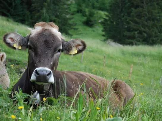 Отель Gasthof Hirschen