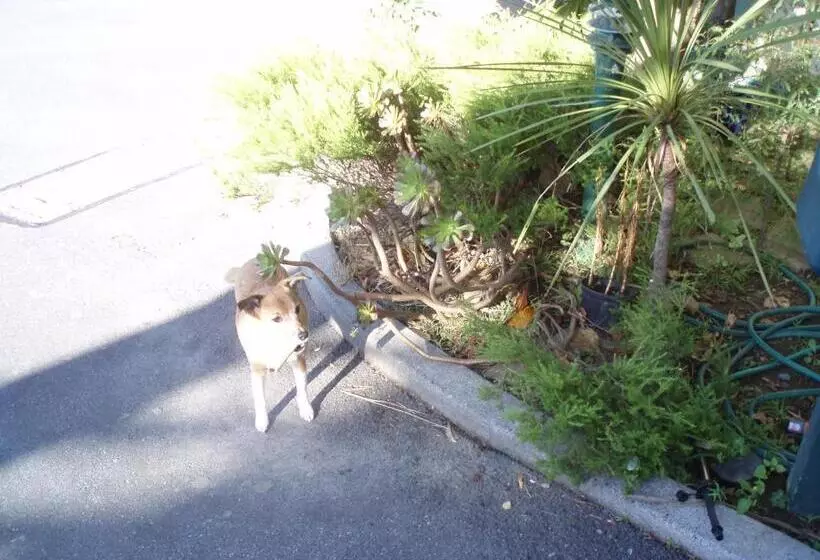 فندق على الطريق Fernhill Motor Lodge