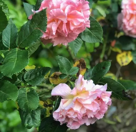 酒店 La Croix De Vernuche