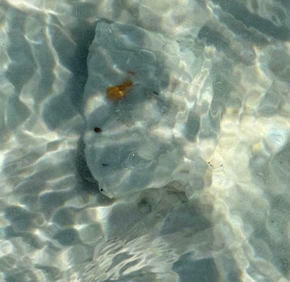 Destin Y 30a Beach Retreat Self Checkin   Huge Private Backyard Deck With Outdoor Shower