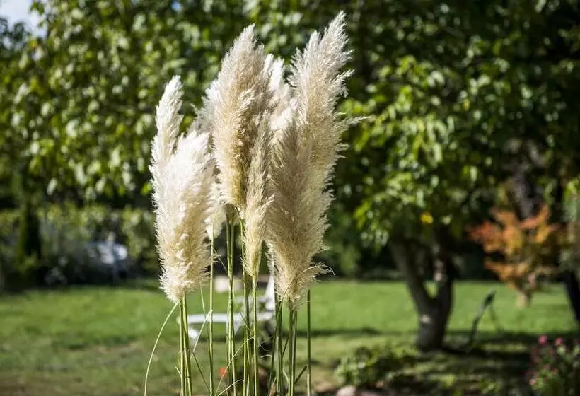 Feng Shui Wellness Apartmanház Hévíz