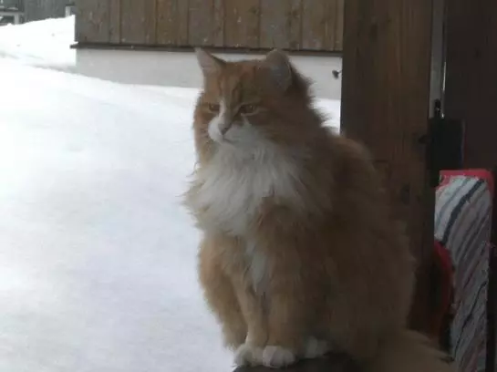 Bauernhof Moosbrugger