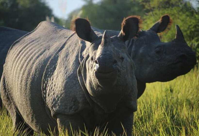 استراحتگاه Tiger Tops Tharu Lodge