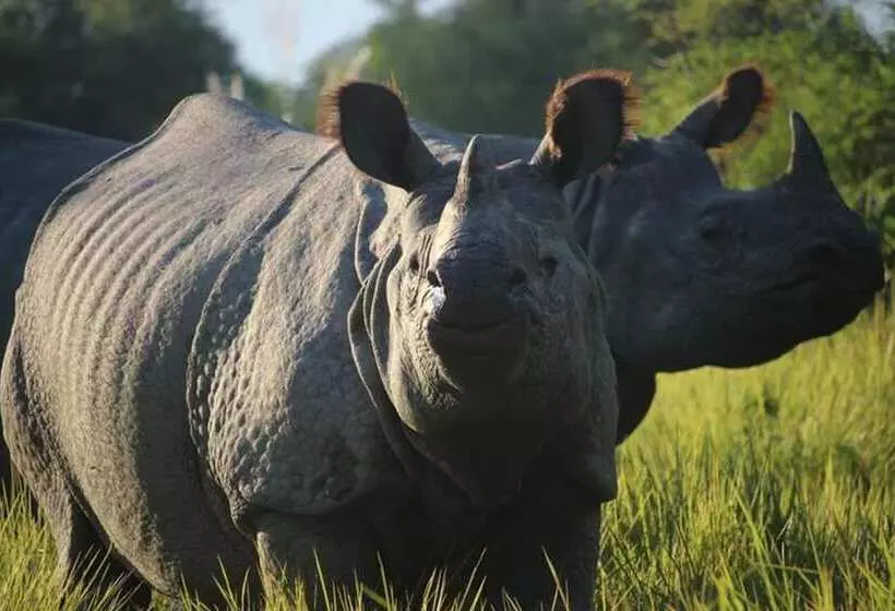 استراحتگاه Tiger Tops Tharu Lodge