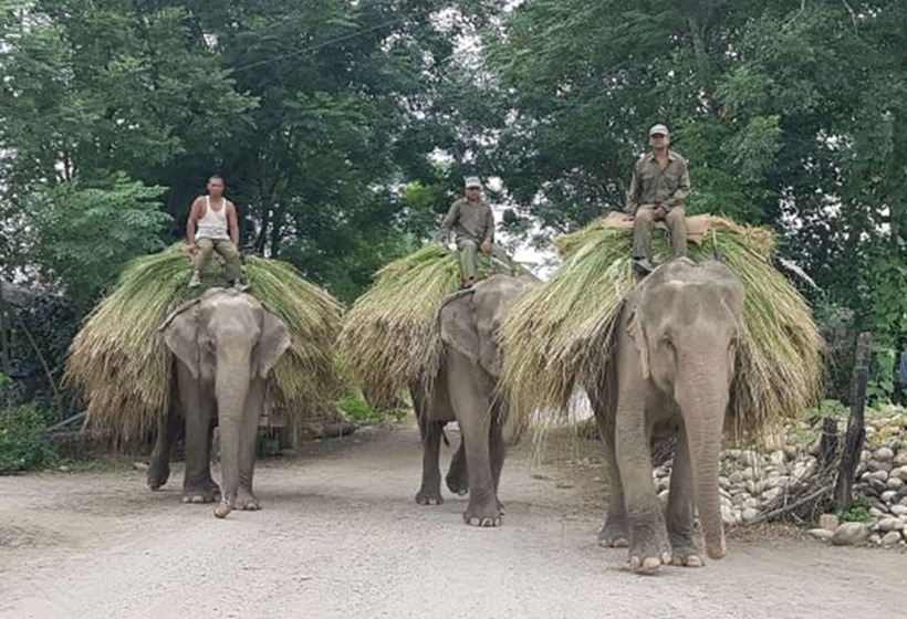 استراحتگاه Tiger Tops Tharu Lodge