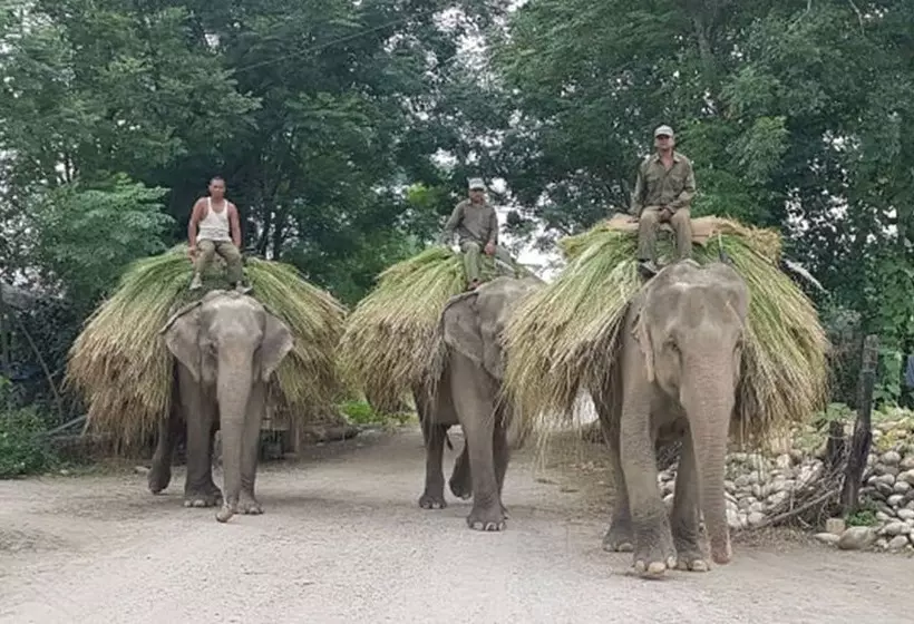 استراحتگاه Tiger Tops Tharu Lodge