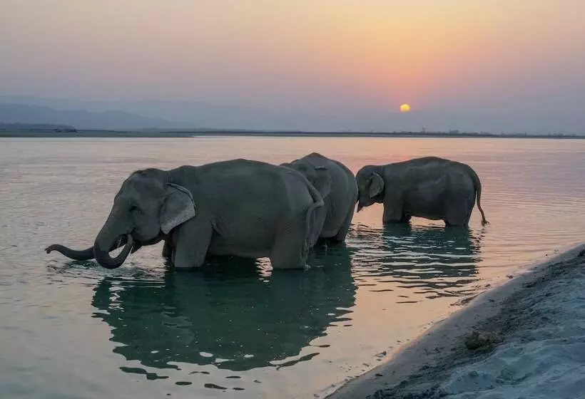 استراحتگاه Tiger Tops Tharu Lodge