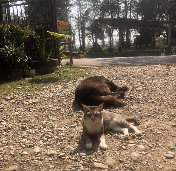 پانسیون Tara Guesthouse   Sauraha,chitwan