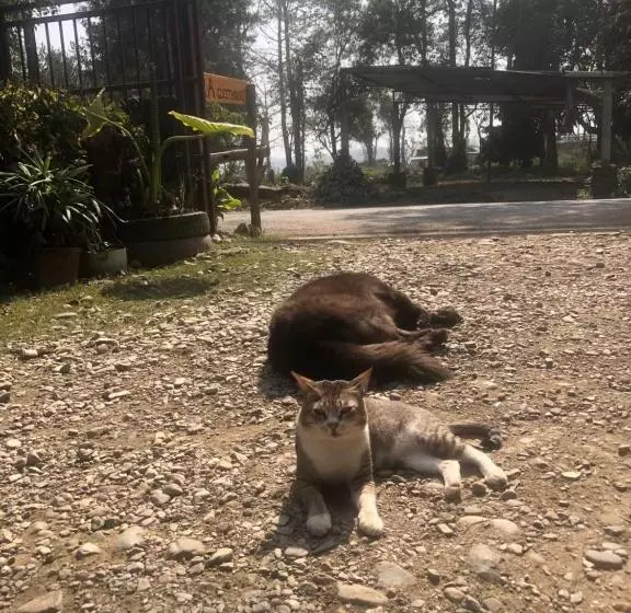 پانسیون Tara Guesthouse   Sauraha,chitwan