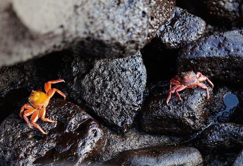 فندق Indigo   Galapagos, An Ihg