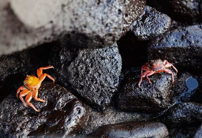 هتل Indigo   Galapagos, An Ihg