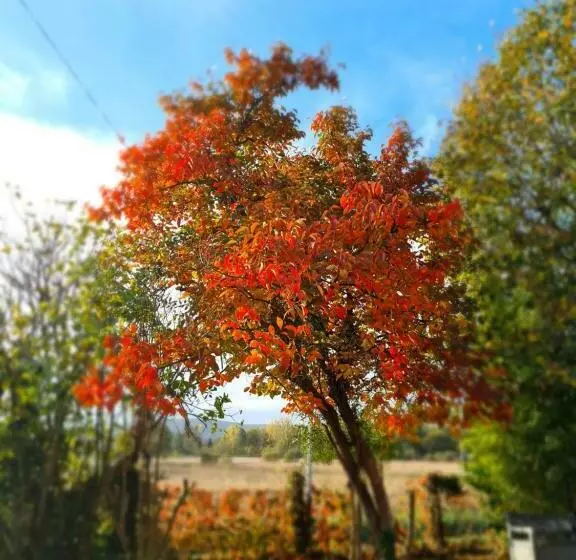 ベッドアンドブレックファースト Le Coq En Repos