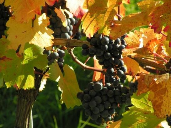 Bauernhof Thurner-seebacher