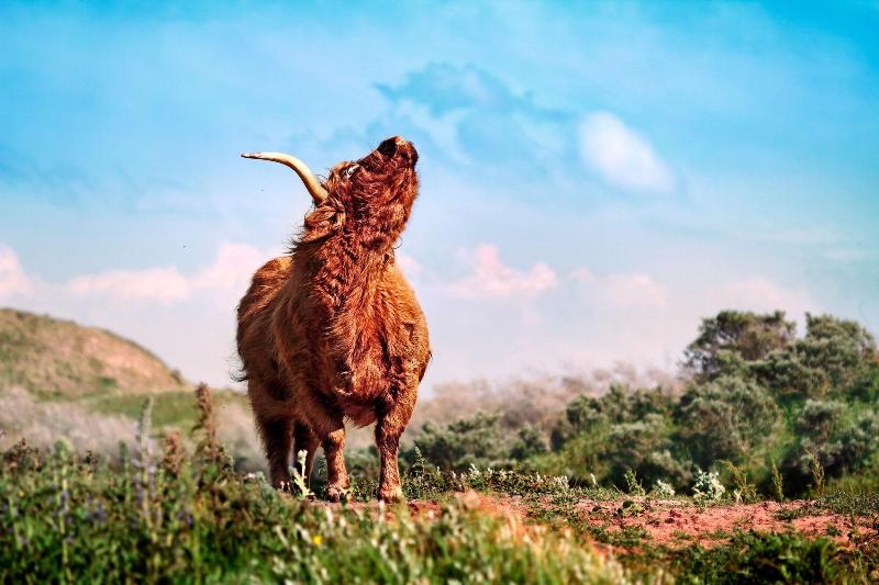 Fletcher Hotel Restaurant Teugel Uden Veghel