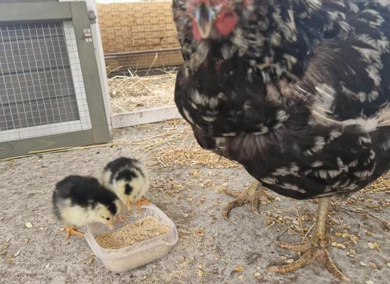 Friesenparadies Fri Südliches Friesland