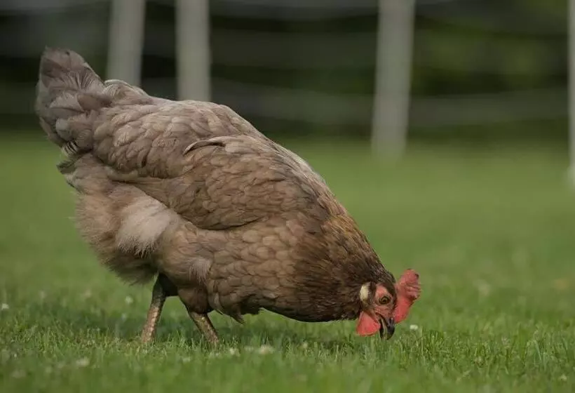 Friesenparadies Fri Südliches Friesland