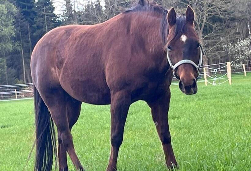 Friesenparadies Fri Südliches Friesland