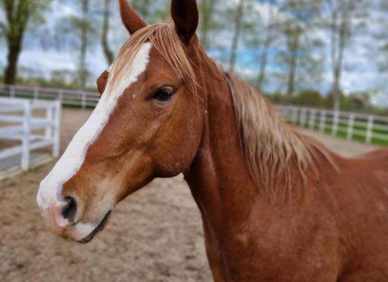 Friesenparadies Fri Südliches Friesland