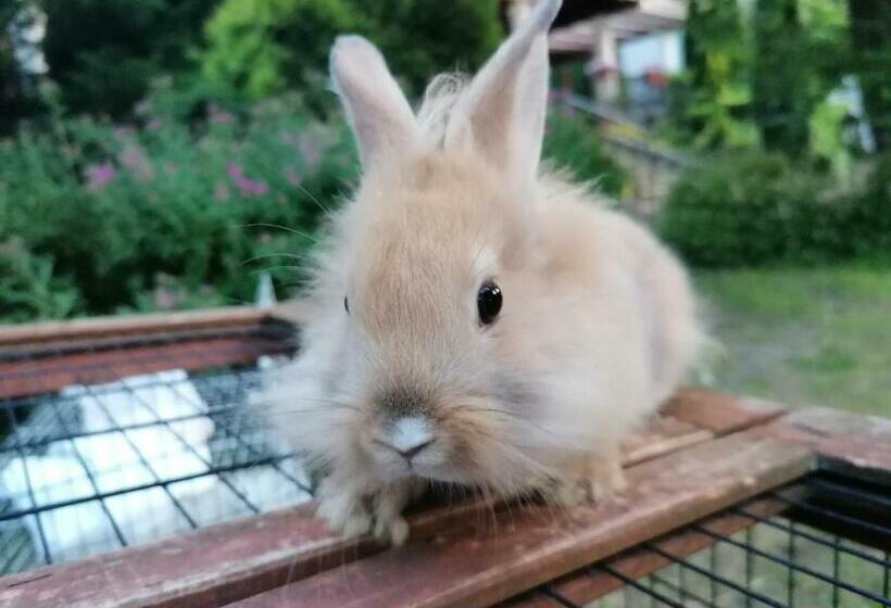 צימר Staff House
