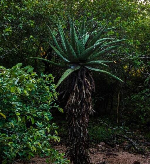 פנסיון Thornforest Luxury Bush Lodge