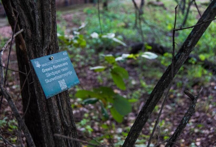 פנסיון Thornforest Luxury Bush Lodge