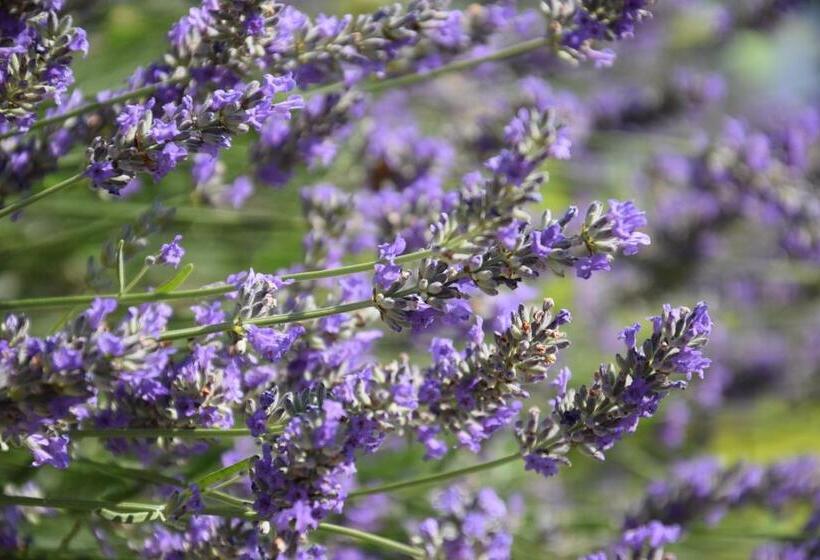 Bed and Breakfast Al Chiaro Di Luna