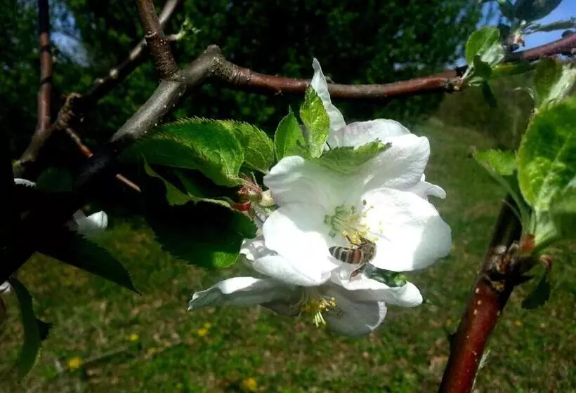 Cascina Ciosse B&b