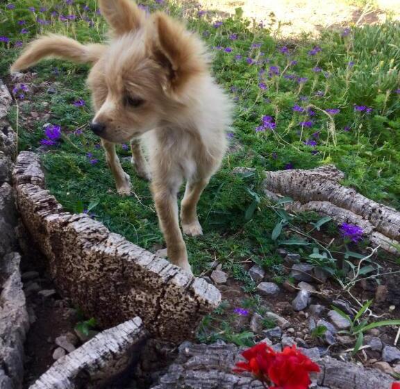 هتل Agriturismo Sogno Latino