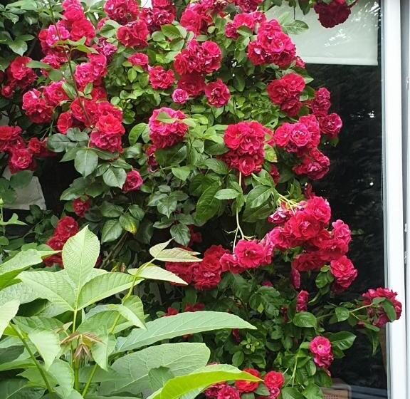 Bed and Breakfast Rosindell Cottage