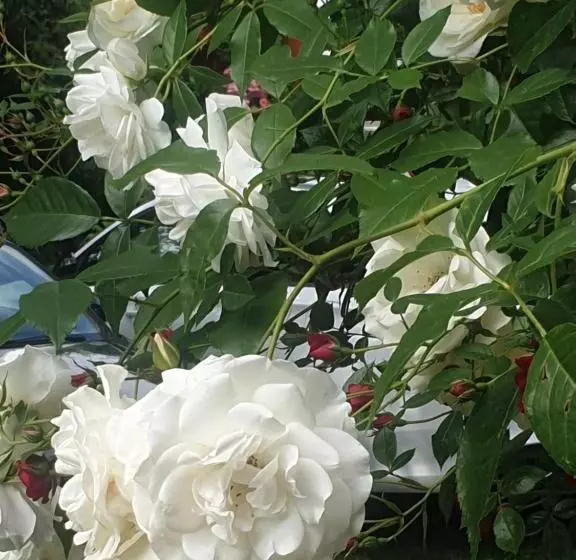 Bed and Breakfast Rosindell Cottage