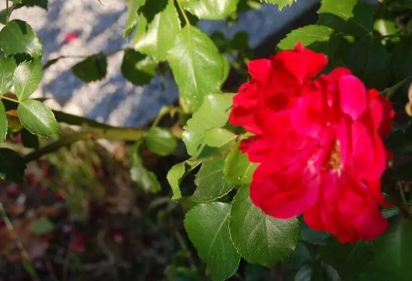 ホテル La Spiga D Oro