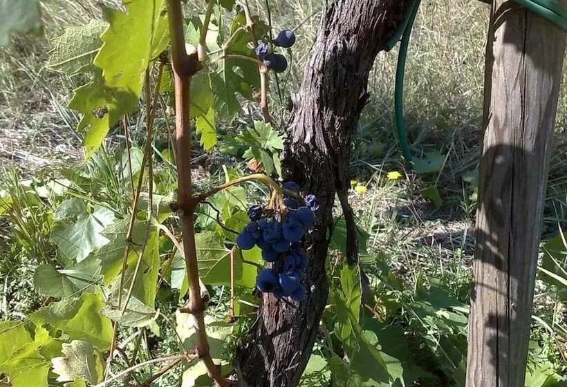 ホテル La Spiga D Oro