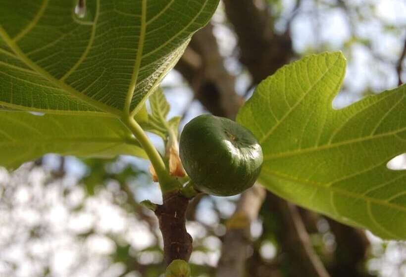 ホテル La Spiga D Oro