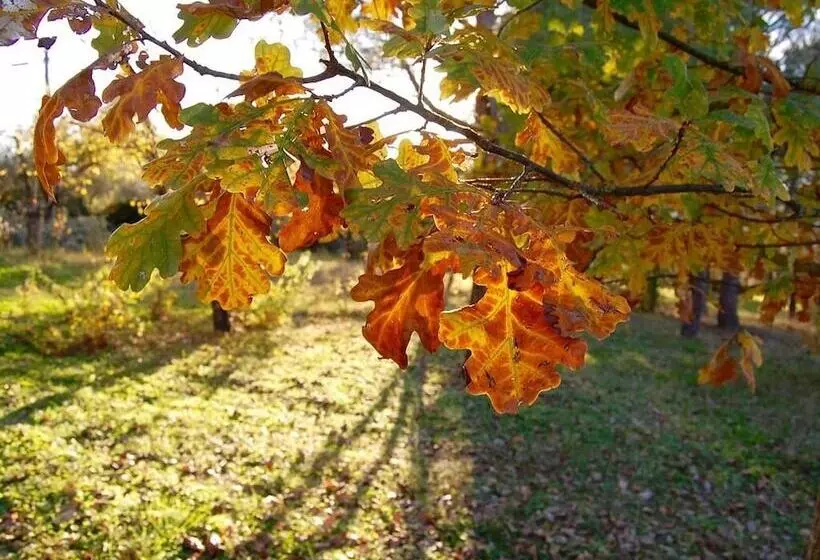 ホテル La Spiga D Oro