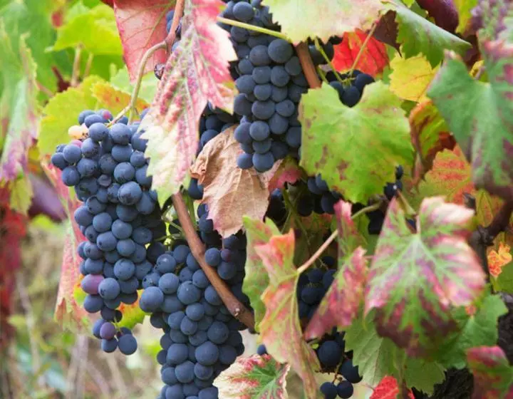 ホテル Quinta De Santa Júlia