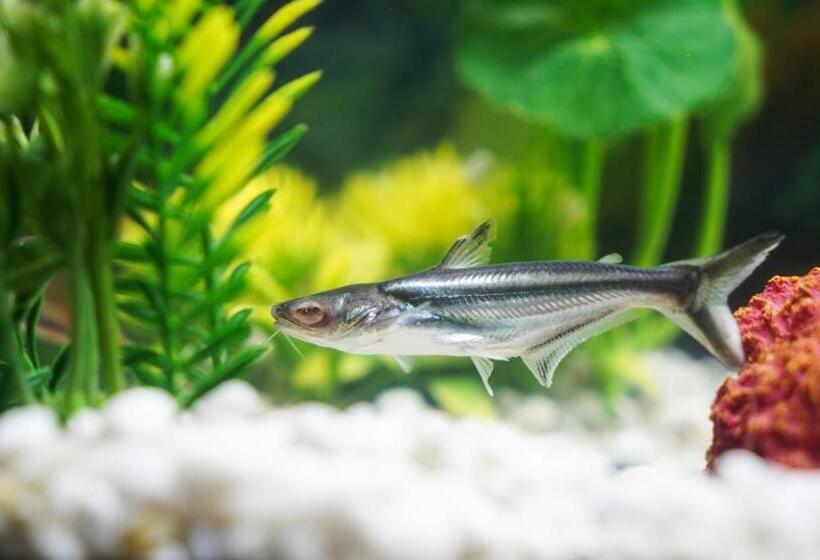 Corte Manzoni Independent Suite