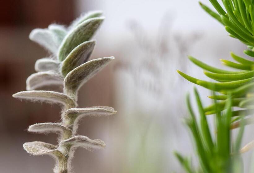 هتل Casa Da Djedja