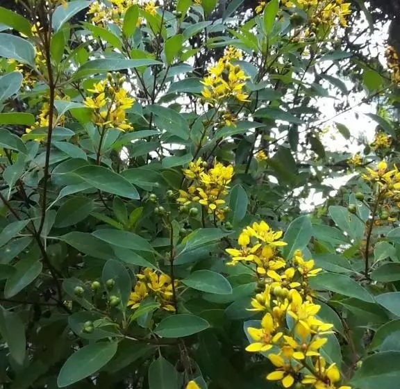 Hotelli Villa Delorenta