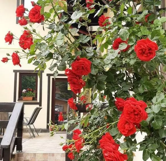 پانسیون Casa Cu Flori